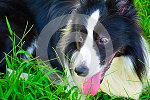 Border Collie