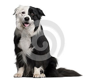 Border Collie, 8 and a half years old, sitting