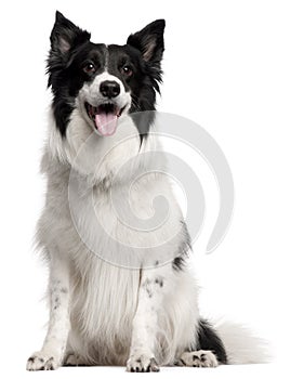 Border Collie, 8 years old, sitting