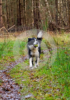 Border Collie