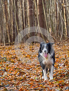 Border Collie