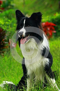 Border collie