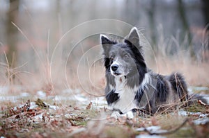 Border collie