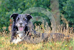 Border Collie