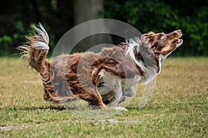 Border Collie