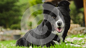 Border Collie