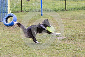 Border collie adult dog photo
