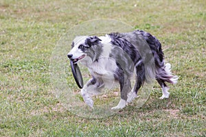 Border collie adult dog photo