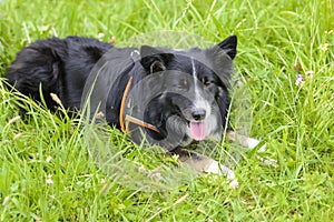 Border collie adult in the field