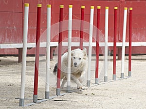 Border collie in agility