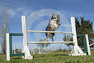 Border collie in agility