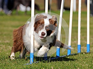 Border Collie agility