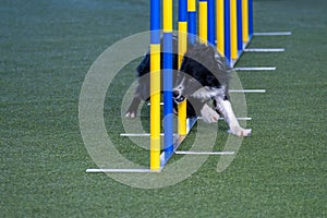 Border Collie agility in action. The dog is crossing the slalom sticks on synthetic grass track.