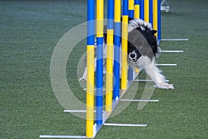 Border Collie agility in action. The dog is crossing the slalom sticks on synthetic grass track.