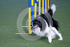 Border Collie agility in action. The dog is crossing the slalom sticks on synthetic grass track.