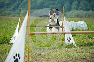 Border collie on agility course