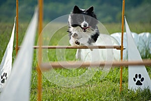 Border collie on agility course