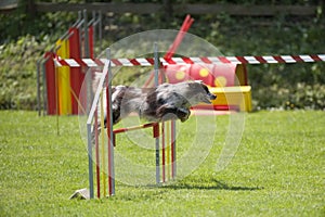 Border Collie on agility course, over the jump