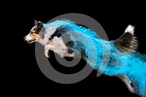 Border Collie agility jumping dog covered in blue powder
