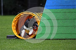 Border collie agility training