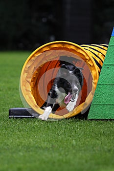 Border collie agility training