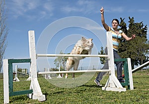 Border collie in agility