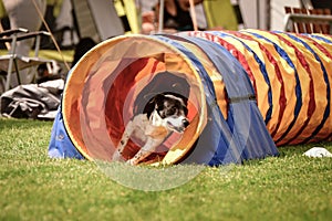 border collie in agility tunel on Ratenice competition. It was competition only for large.