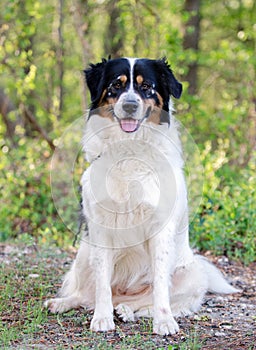 Border Collie Australian Shepherd mixed breed dog