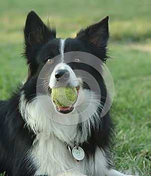 Border collie with ball