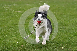 Border collie with a ball