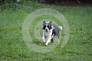 Border collie with a ball