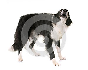 Border collie barking