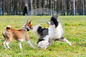 Border collie and basenji. Harmonious relationship with the dog: education and training.