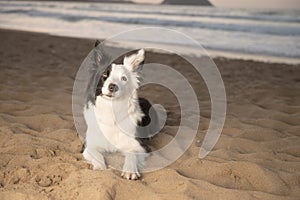 Border Collie on the beach