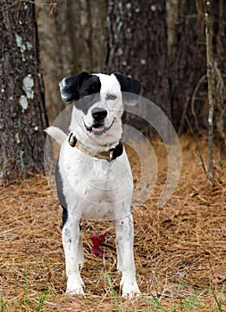 Border Collie Beagle mix dog black and white