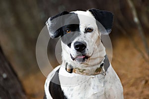 Border Collie Beagle mix dog black and white