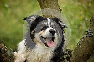 border collie bears on the tree, he is cathing tidbit.