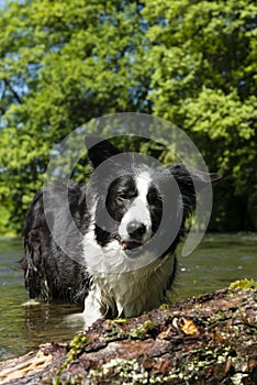 Border collie
