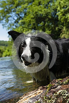 Border collie