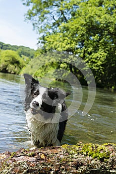 Border collie