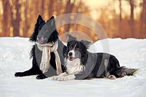 Border Collie and Belgian Shepherd Dogs