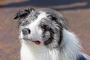 Border collie bluemerle