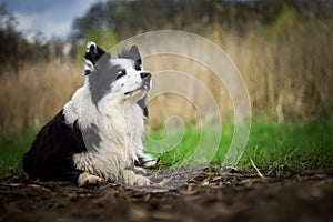 Border collie