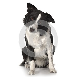 Border Collie Breed photo