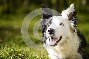 Border Collie in the bush