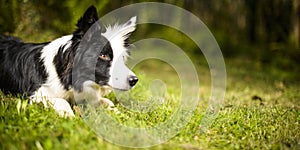 Border Collie in the bush