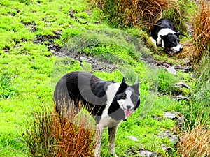 border collie cane pastore scozzese