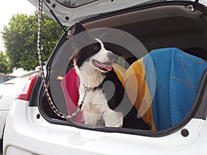 Border Collie in the car photo