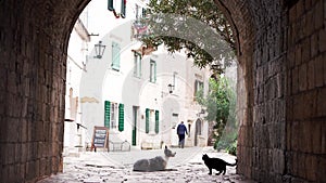 A Border Collie and cat rest in a serene stone archway in a quaint European town