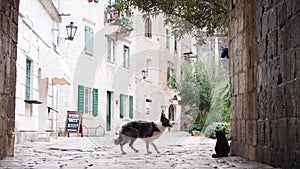 A Border Collie and cat rest in a serene stone archway in a quaint European town